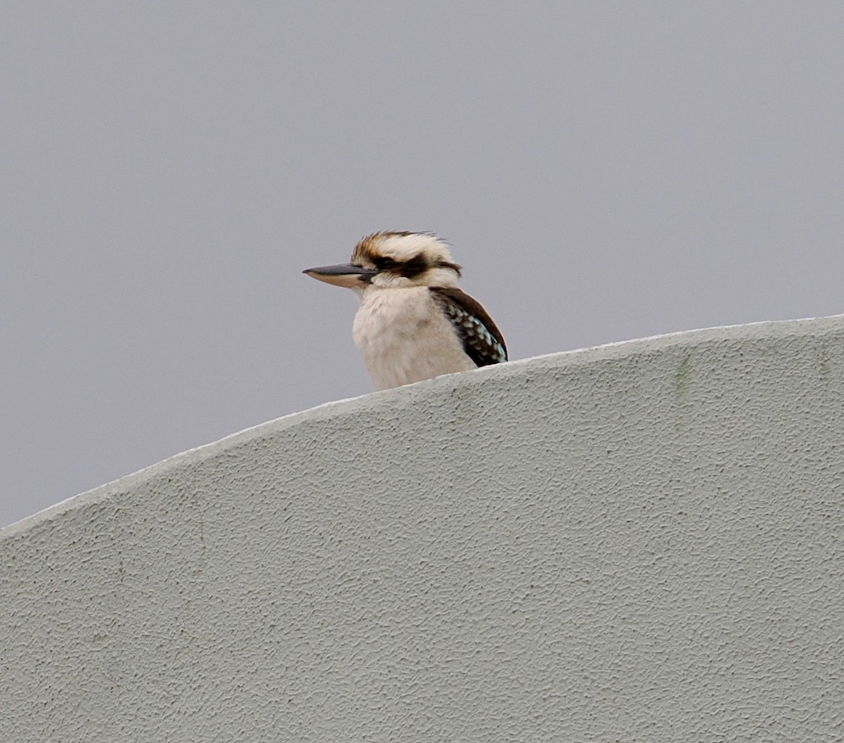 Laughing Kookaburra - ML645696067