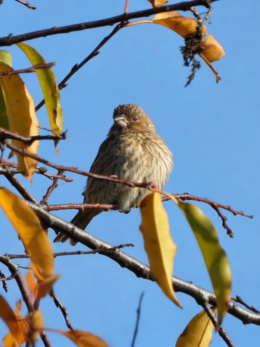 House Finch - ML645696069