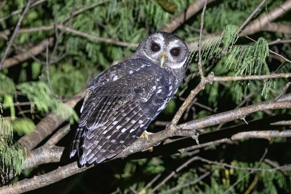 Mottled Owl - ML645696070