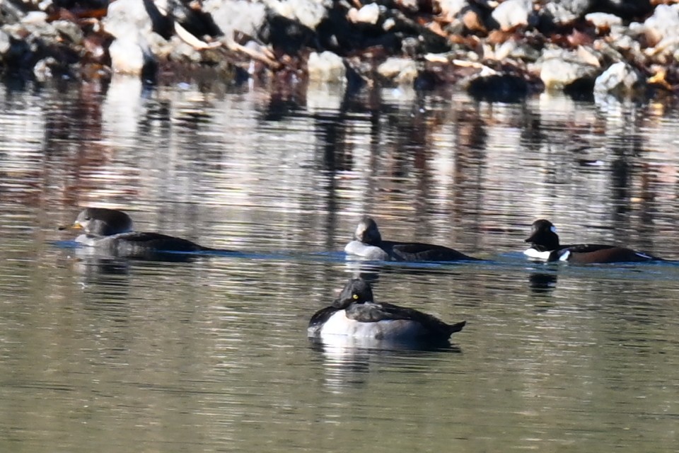 Hooded Merganser - ML645696071