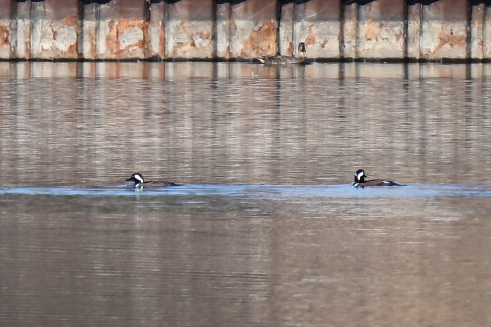 Hooded Merganser - ML645696073