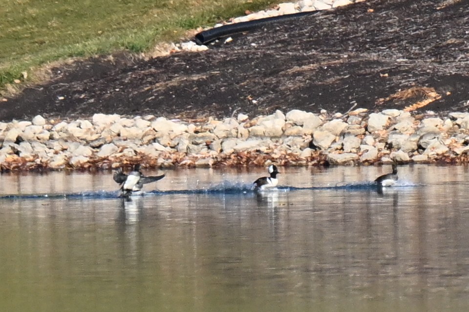 Hooded Merganser - ML645696074