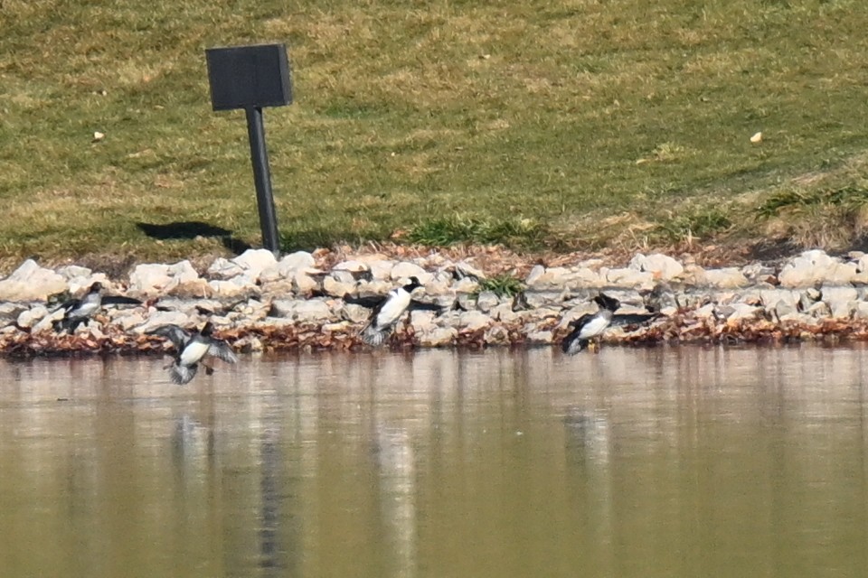 Hooded Merganser - ML645696075