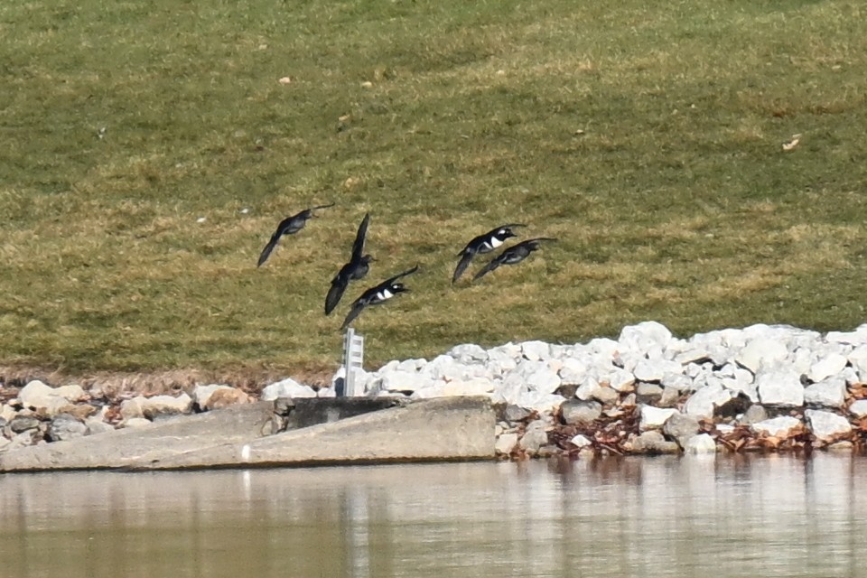 Hooded Merganser - ML645696076