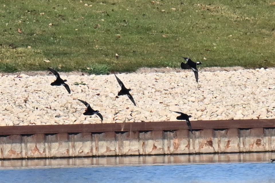 Hooded Merganser - ML645696077