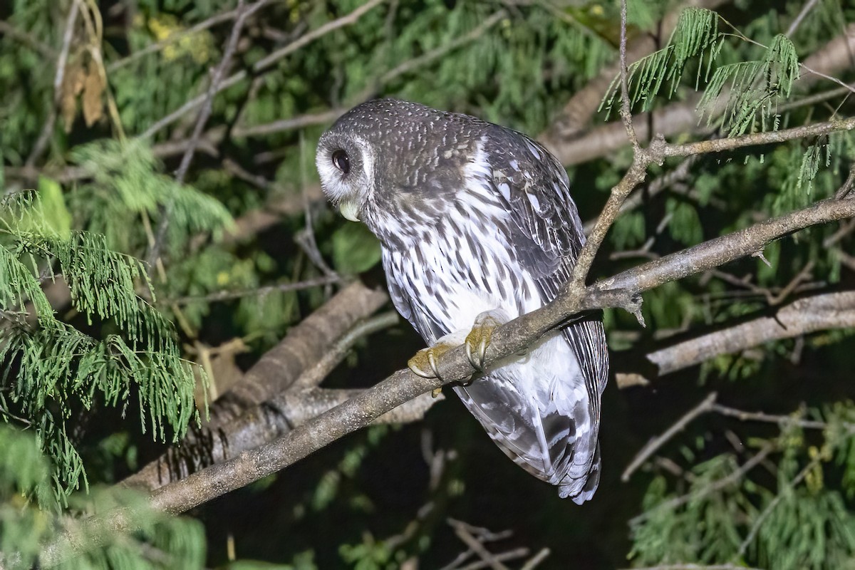 Mottled Owl - ML645696078