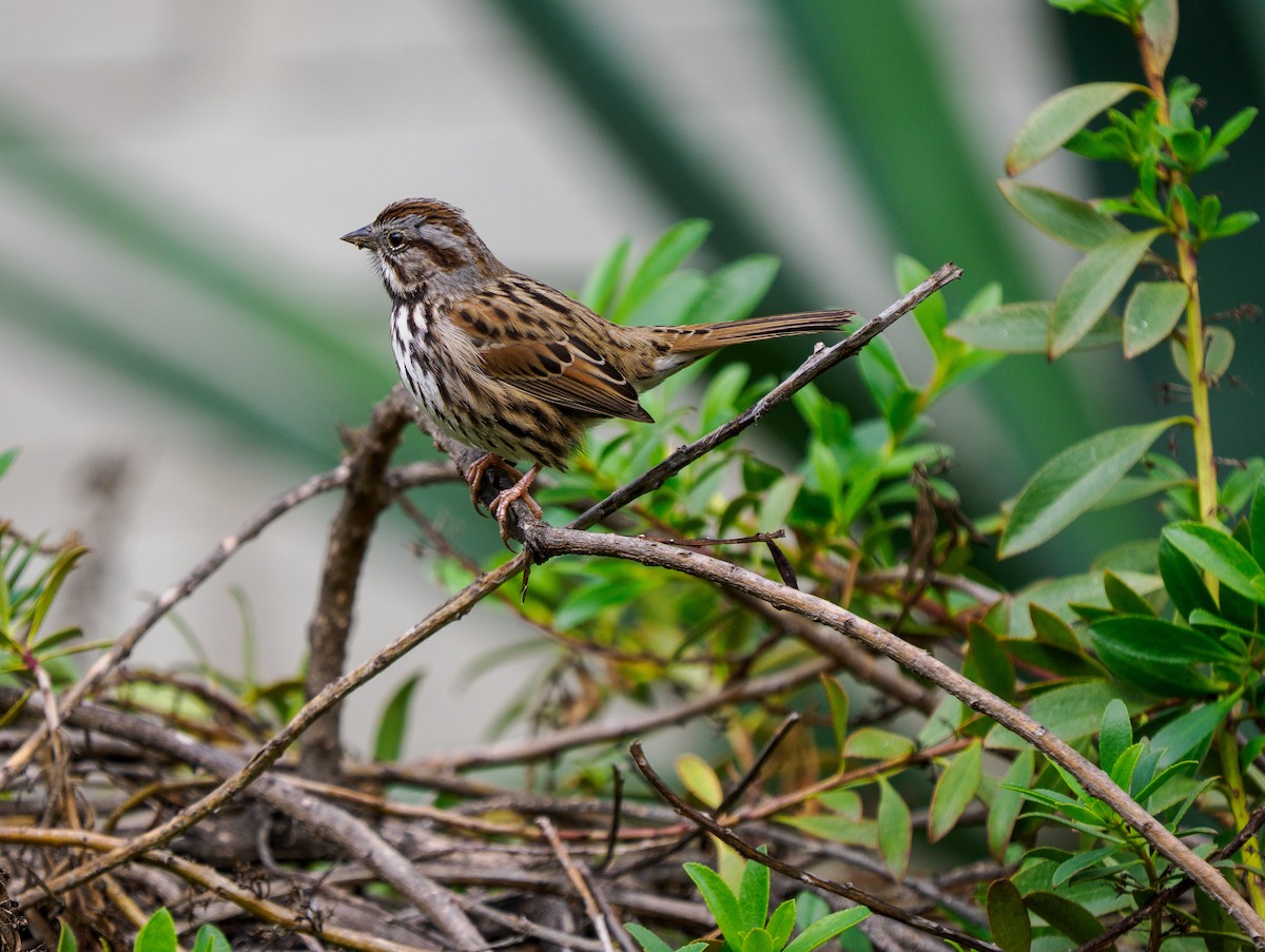Song Sparrow - ML645696079