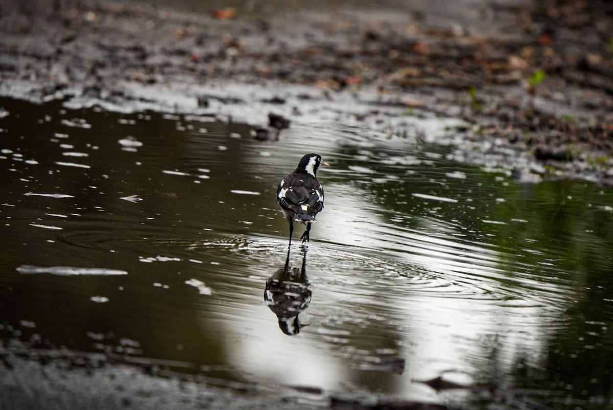 Magpie-lark - ML645696080