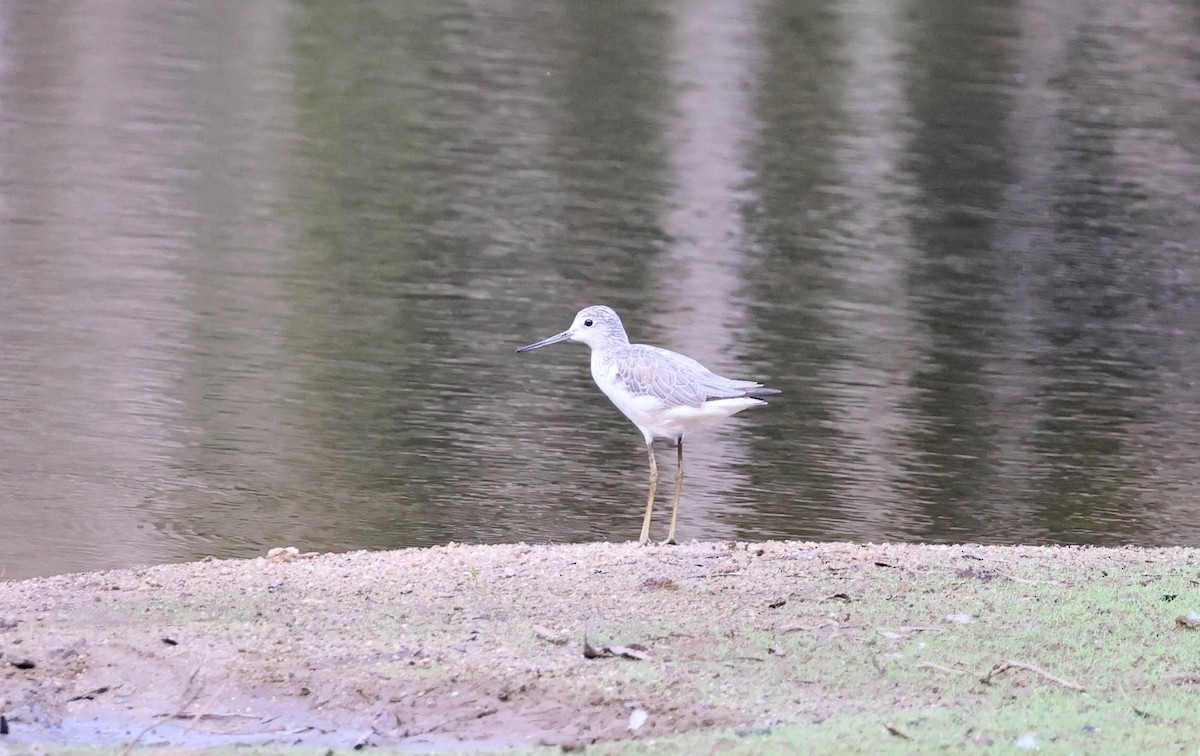 Common Greenshank - ML645696082