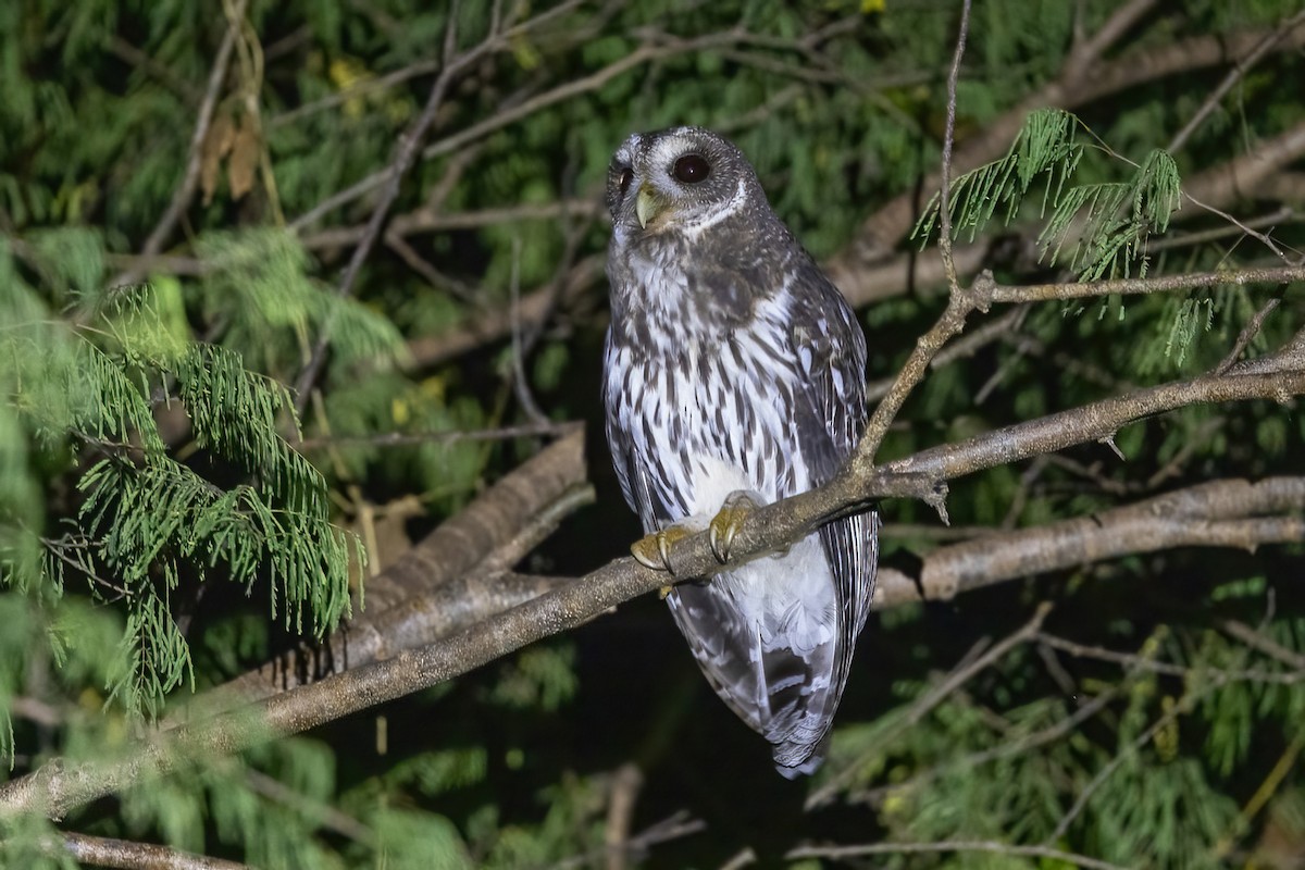 Mottled Owl - ML645696083