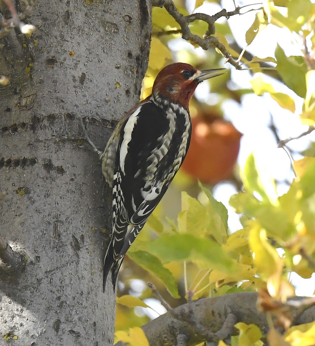 Red-breasted Sapsucker - ML645696084