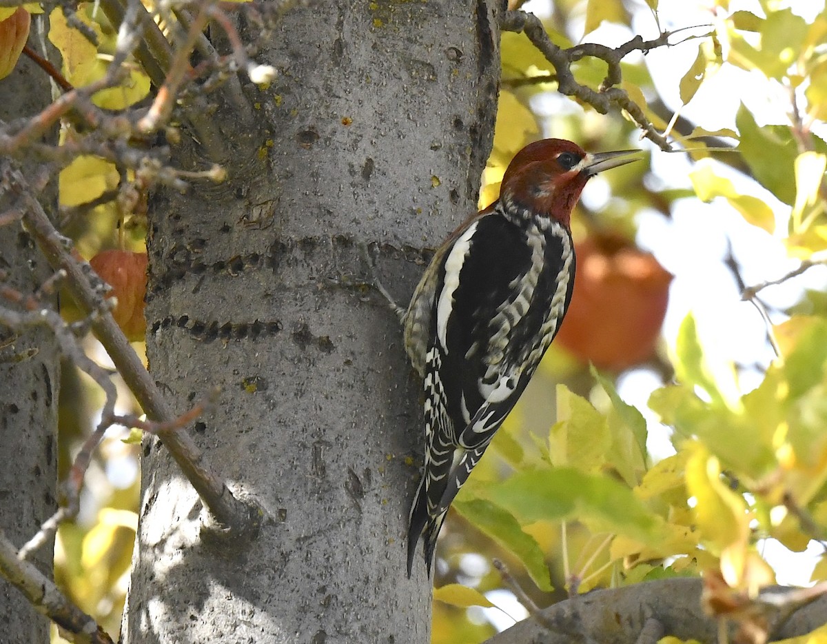 Red-breasted Sapsucker - ML645696085