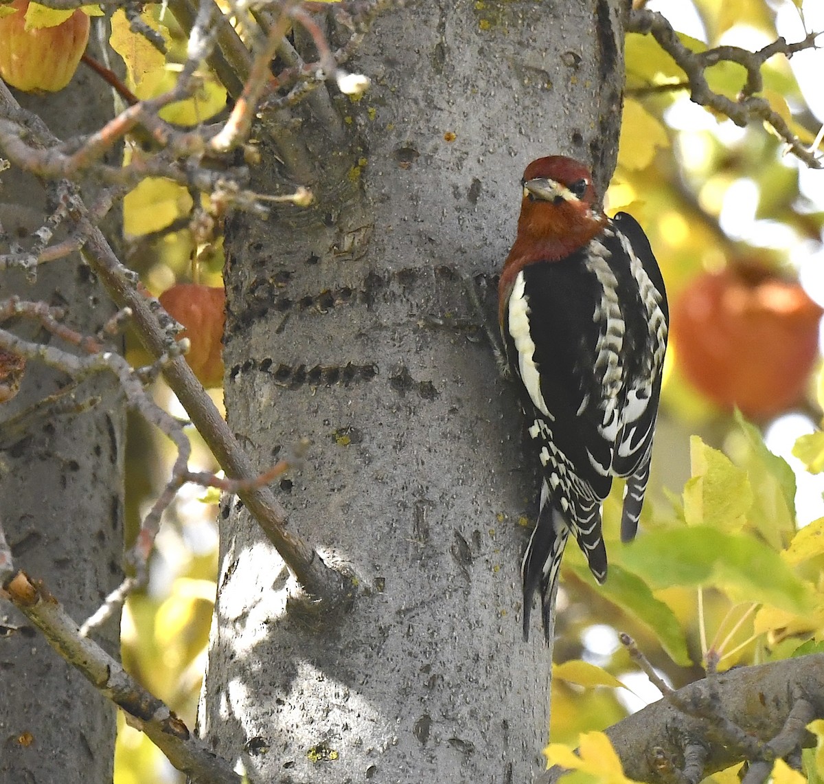 Red-breasted Sapsucker - ML645696086