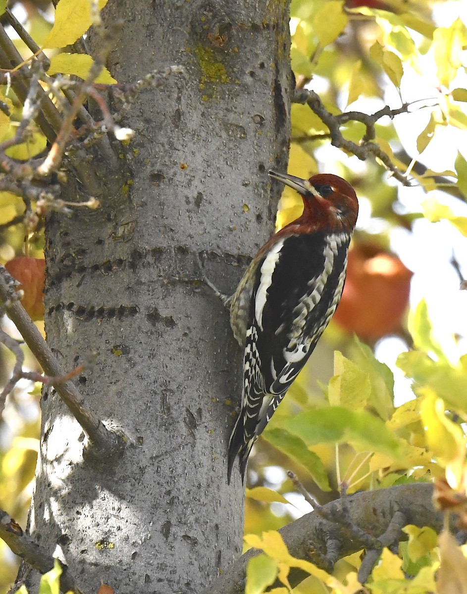 Red-breasted Sapsucker - ML645696087