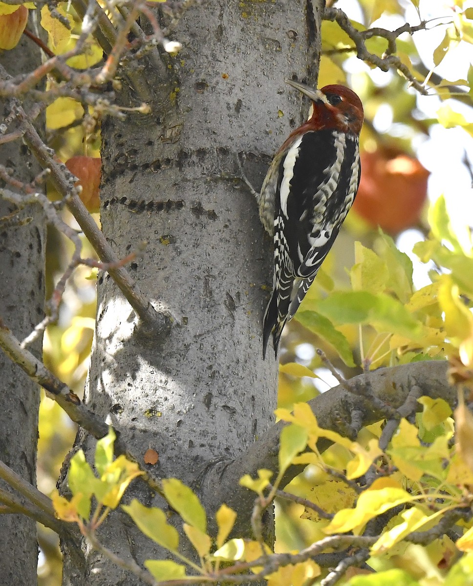 Red-breasted Sapsucker - ML645696088