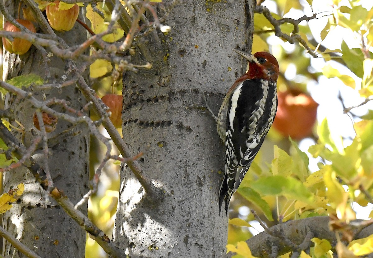 Red-breasted Sapsucker - ML645696089