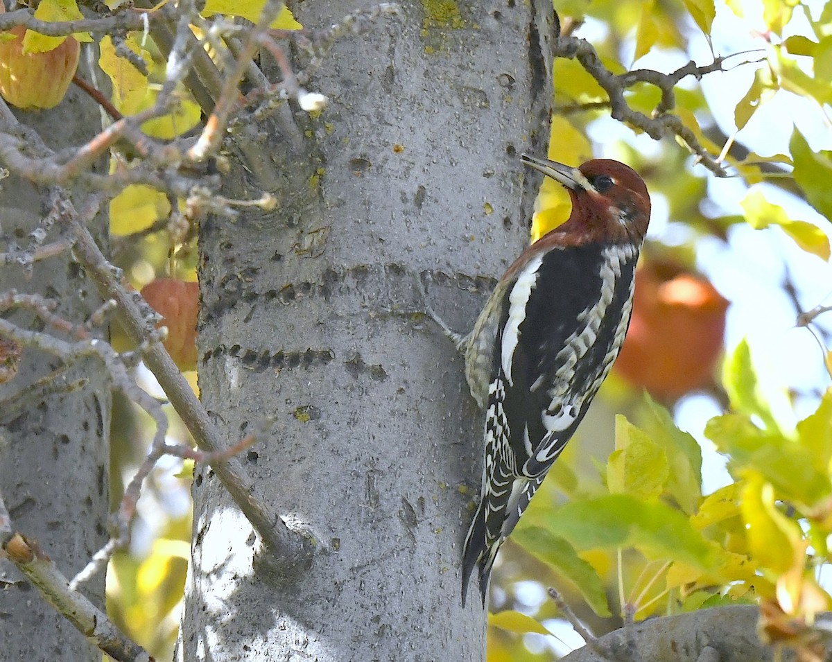 Red-breasted Sapsucker - ML645696091
