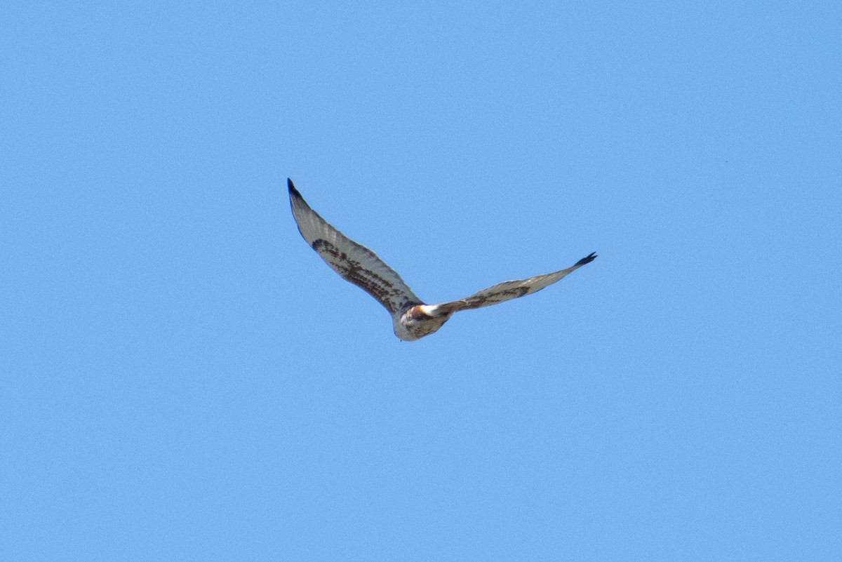 Ferruginous Hawk - ML645696092