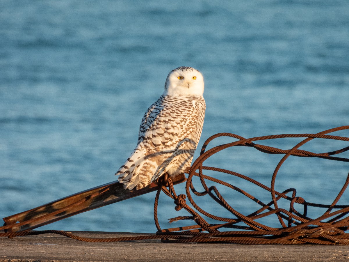 Snowy Owl - ML645696095