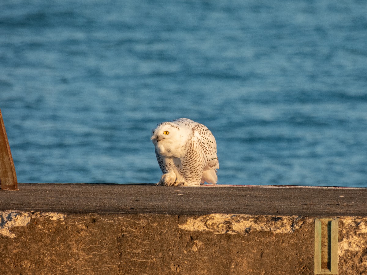 Snowy Owl - ML645696096