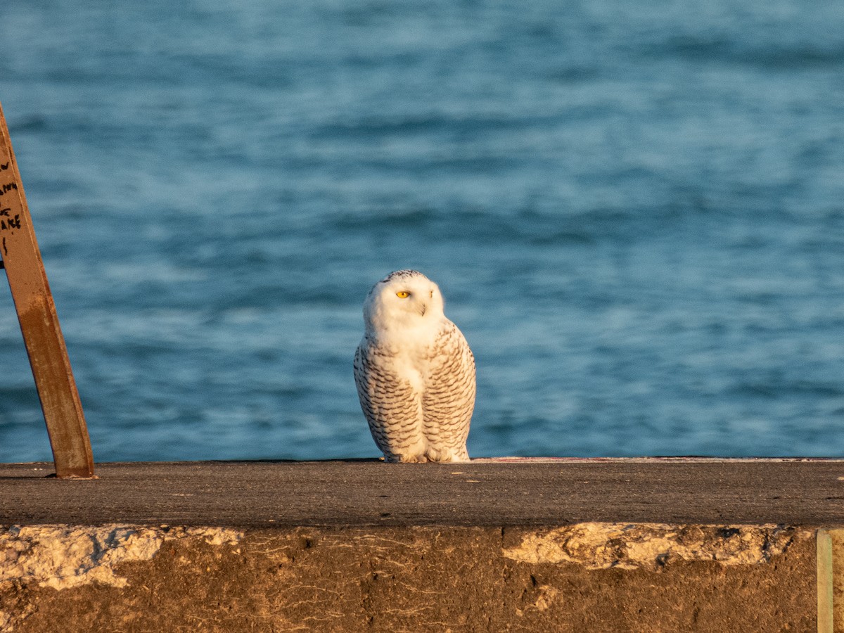 Snowy Owl - ML645696097