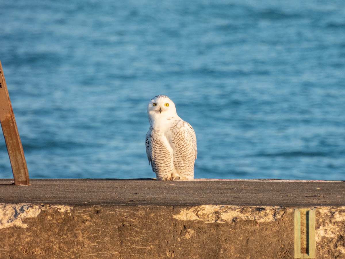 Snowy Owl - ML645696098