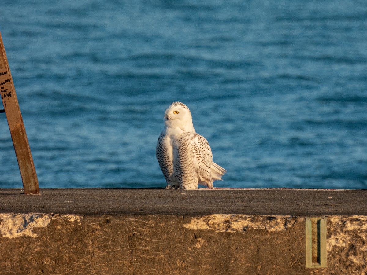Snowy Owl - ML645696099