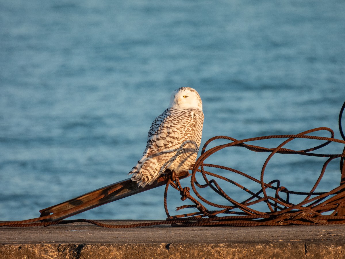 Snowy Owl - ML645696100