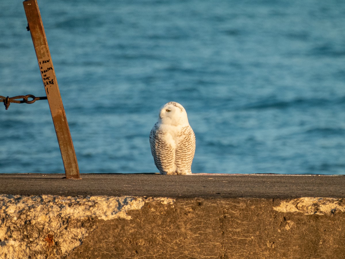 Snowy Owl - ML645696101