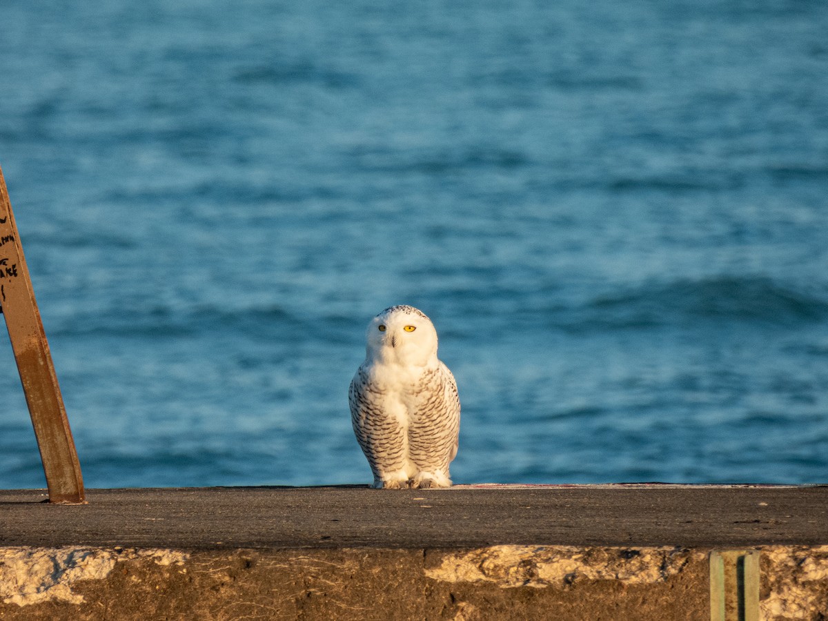 Snowy Owl - ML645696102