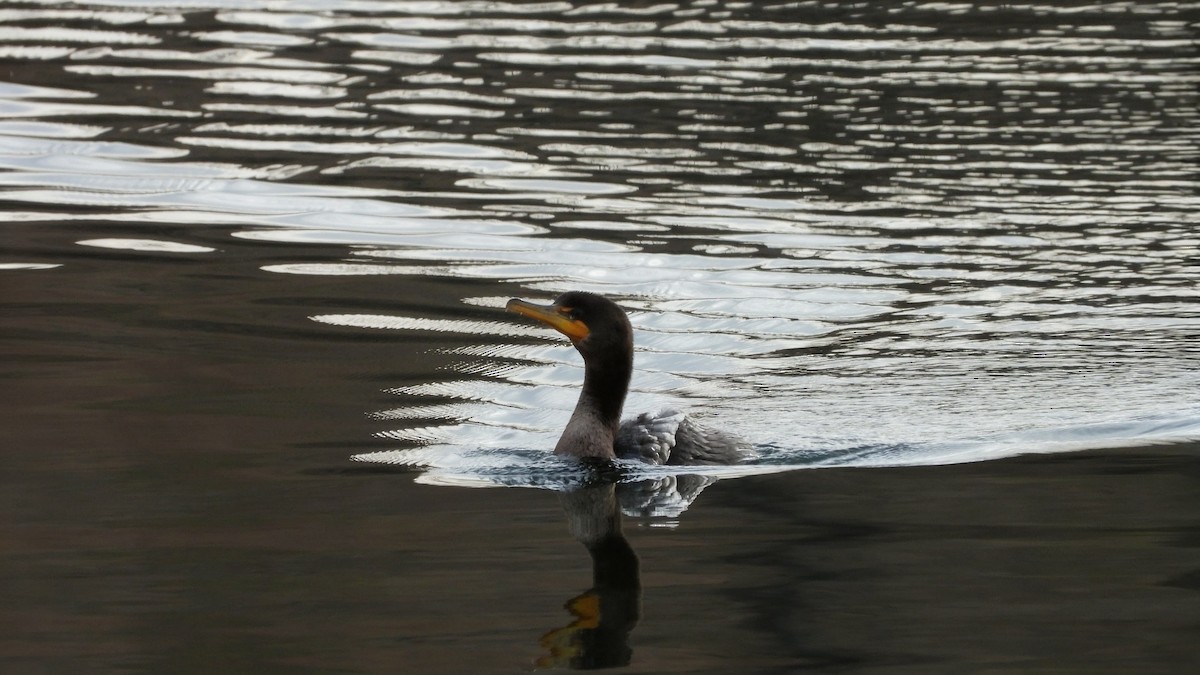 Double-crested Cormorant - ML645696103
