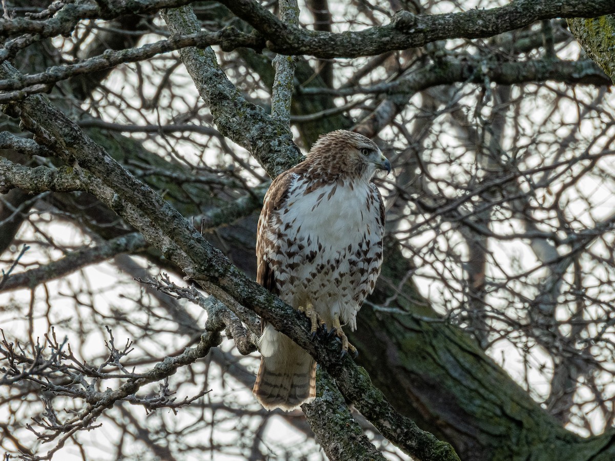 Buse à queue rousse - ML645696105