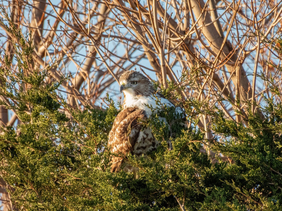 Buse à queue rousse - ML645696106