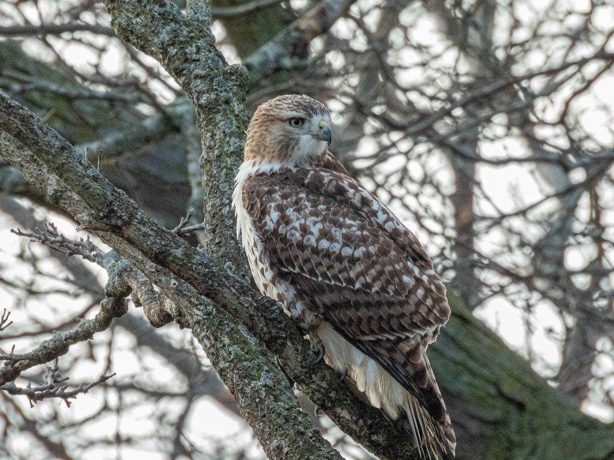 Buse à queue rousse - ML645696107