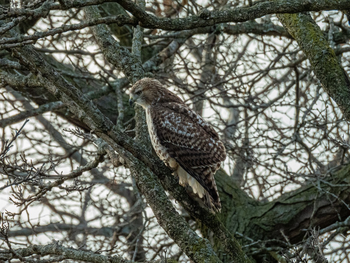 Buse à queue rousse - ML645696108