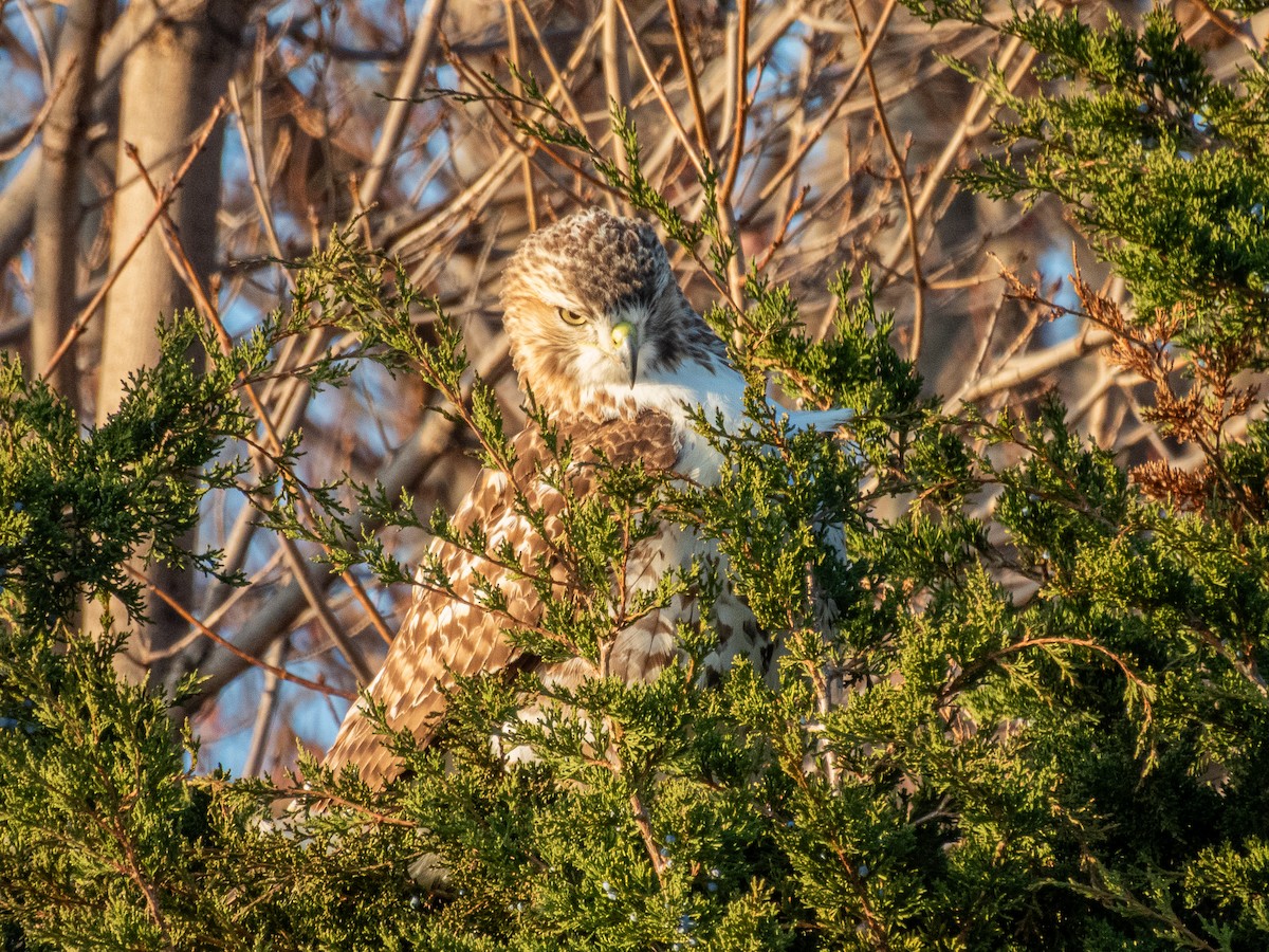 Buse à queue rousse - ML645696109