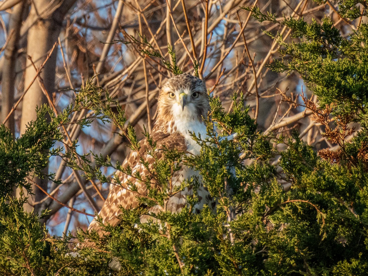 Buse à queue rousse - ML645696110