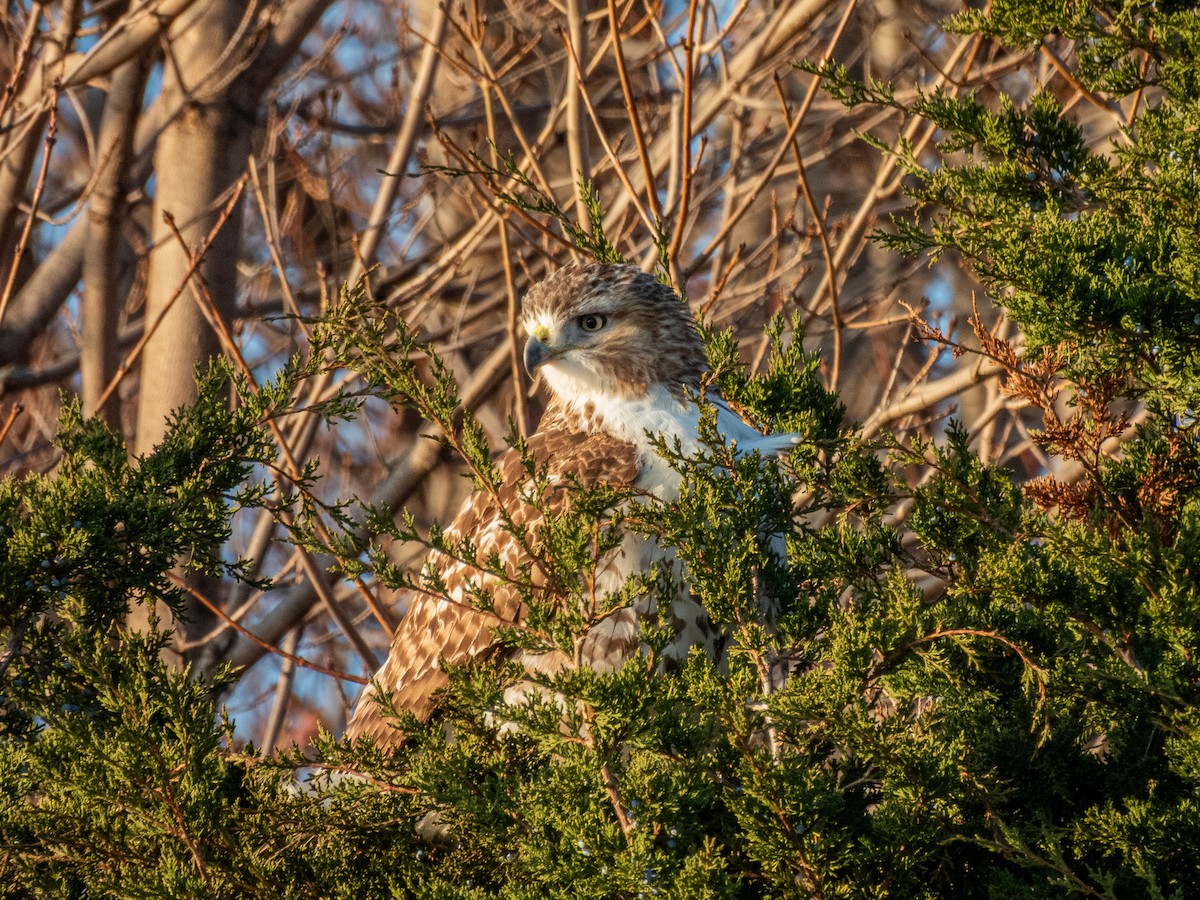 Buse à queue rousse - ML645696111