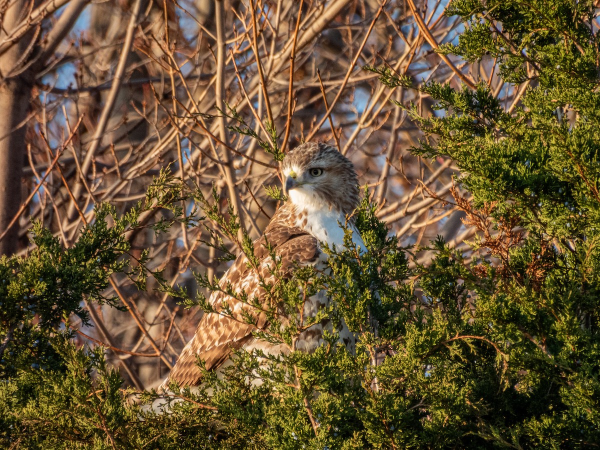 Buse à queue rousse - ML645696113