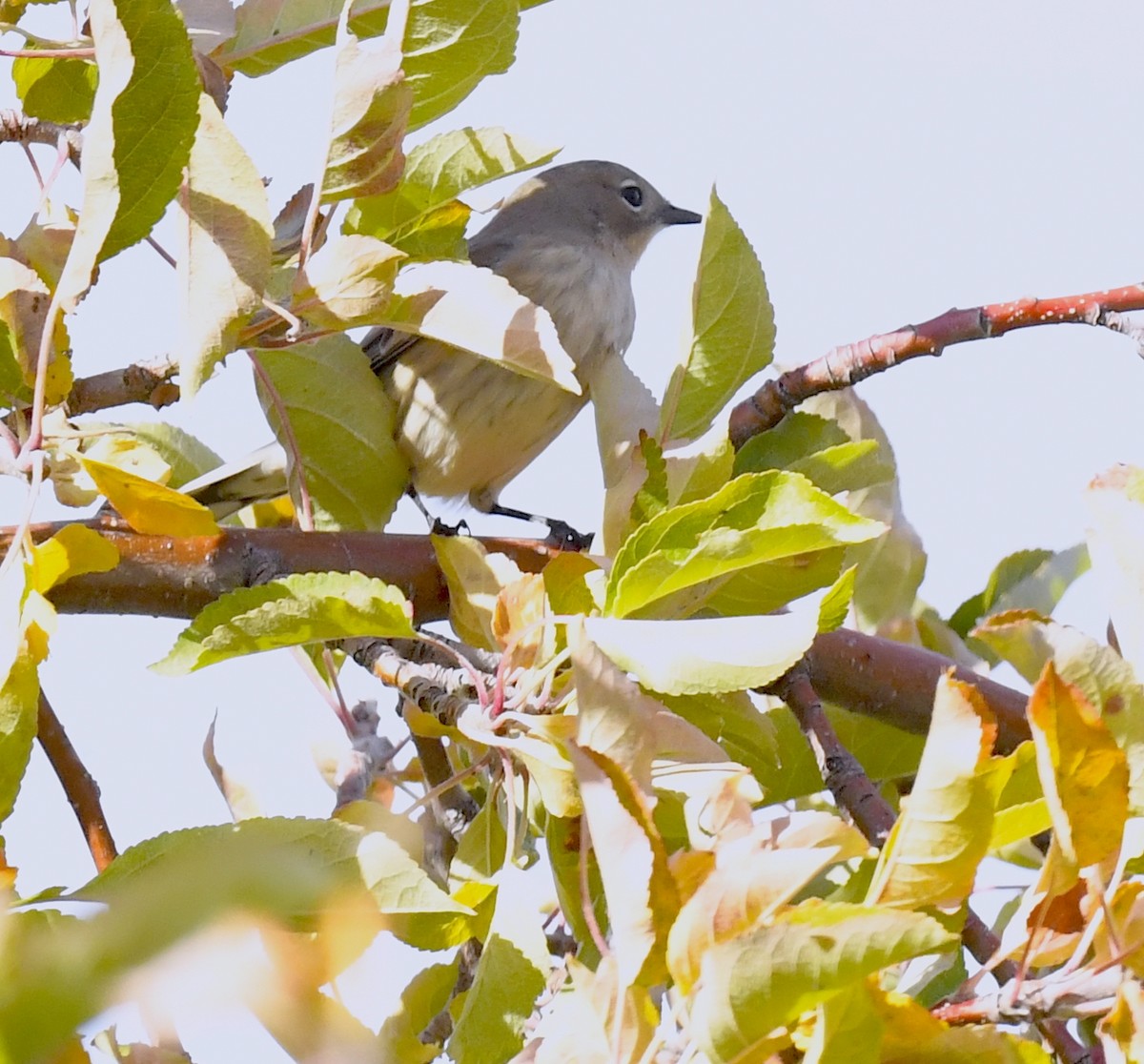 Yellow-rumped Warbler - ML645696138