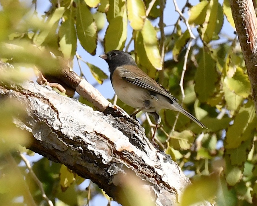 Dark-eyed Junco - ML645696150