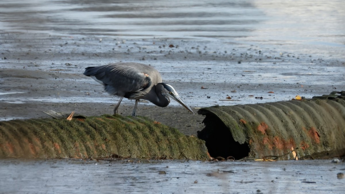 Great Blue Heron - ML645696155
