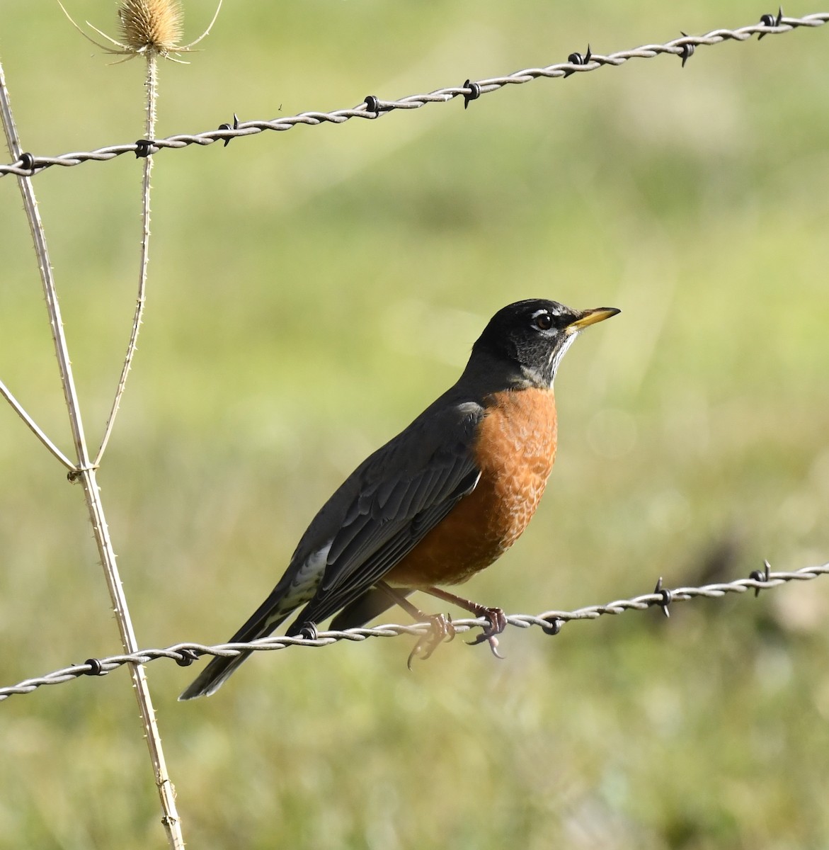 American Robin - ML645696156