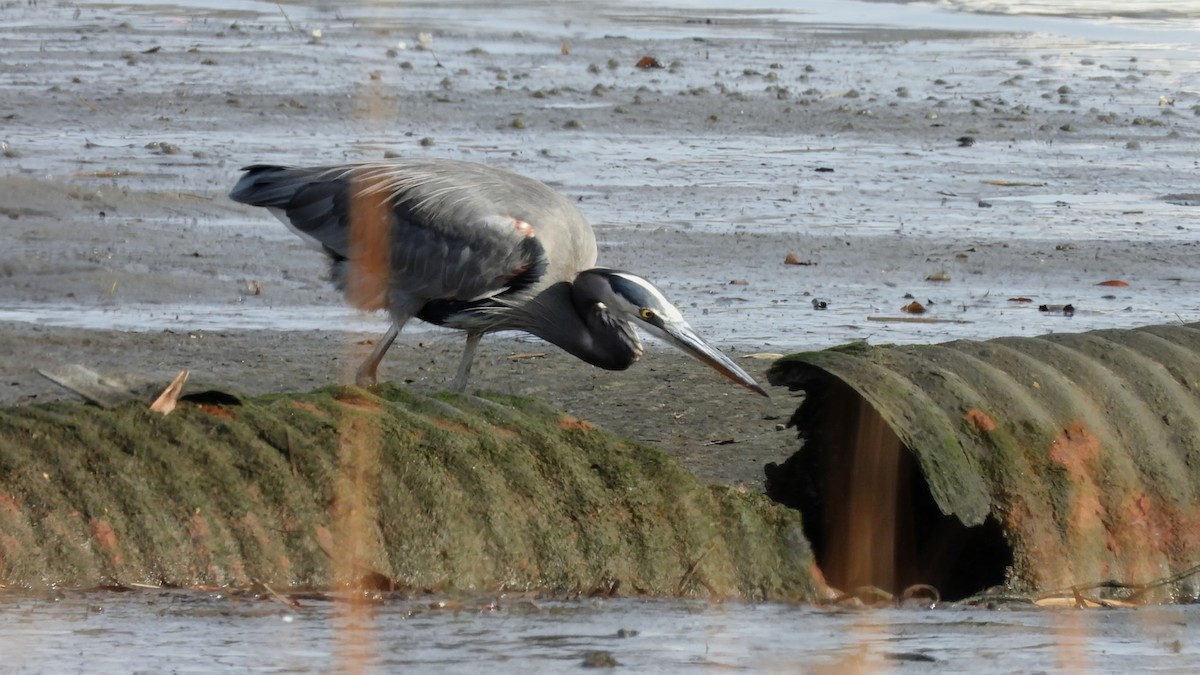 Great Blue Heron - ML645696163
