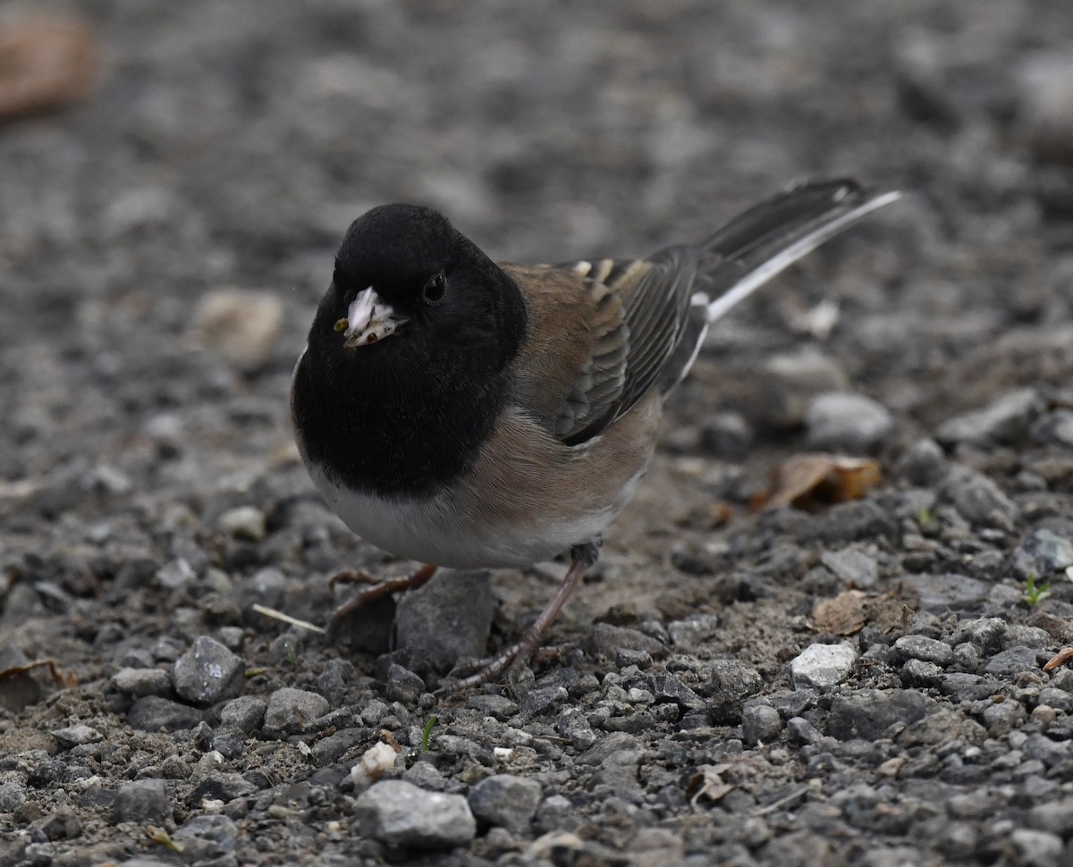 Dark-eyed Junco - ML645696167