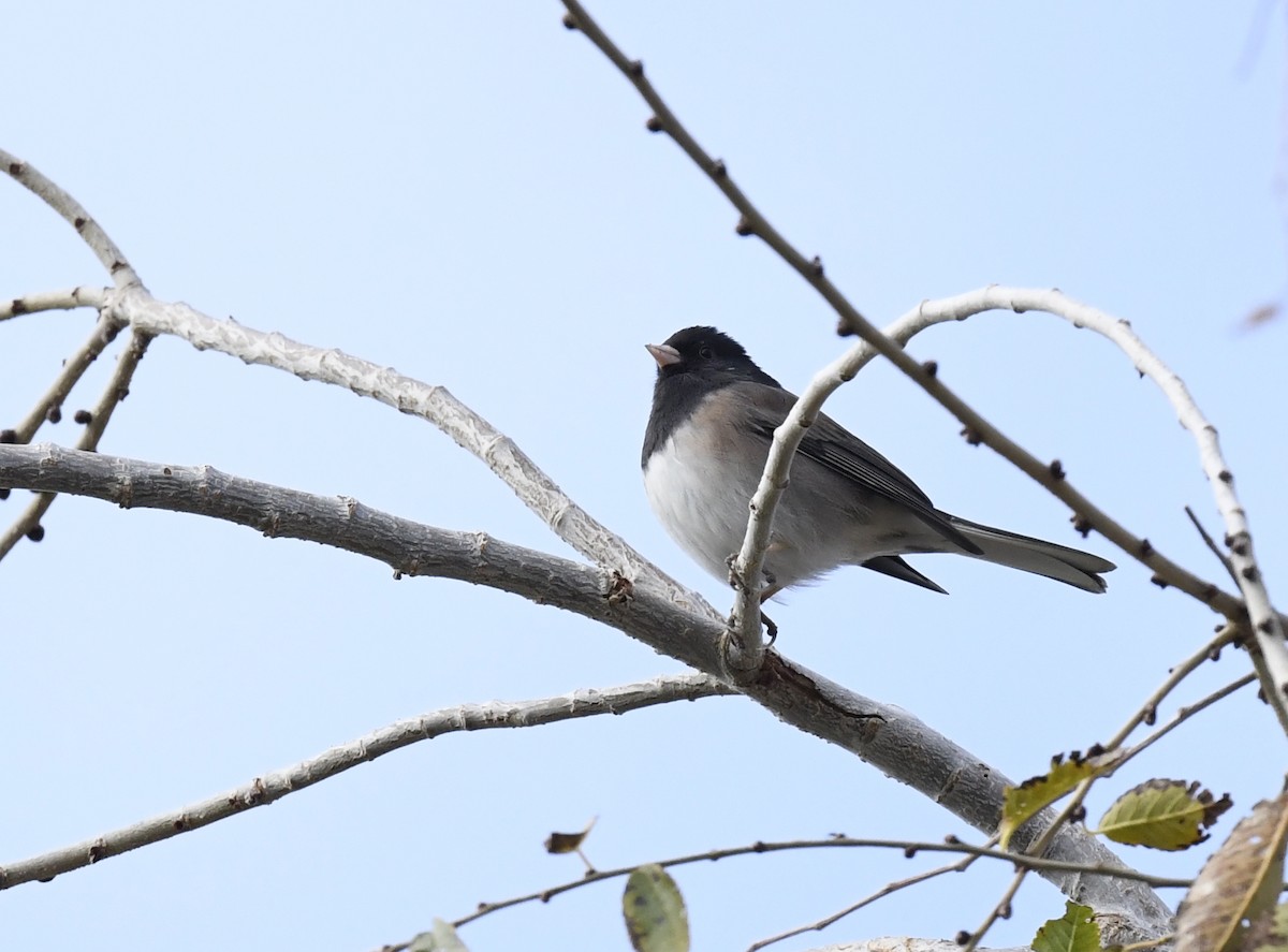 Dark-eyed Junco - ML645696168