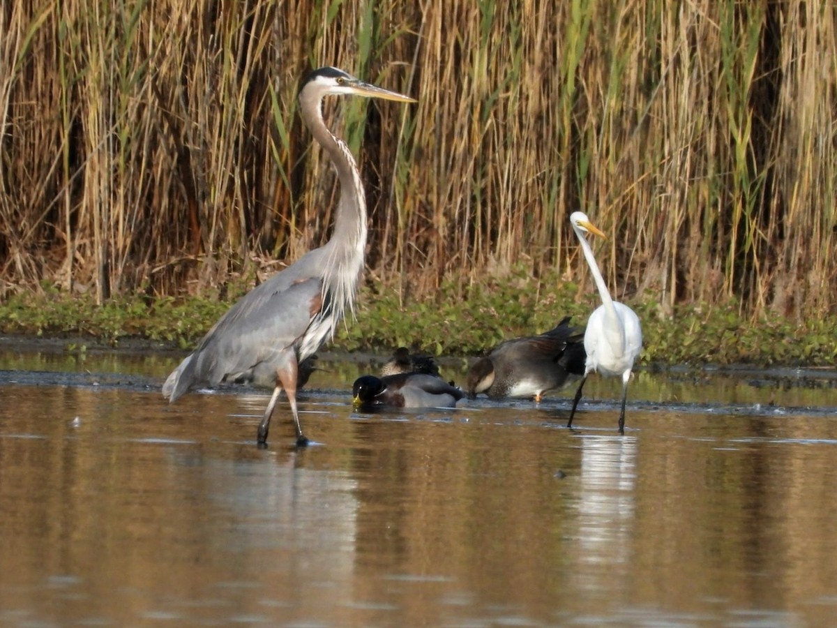Great Blue Heron - ML645696169