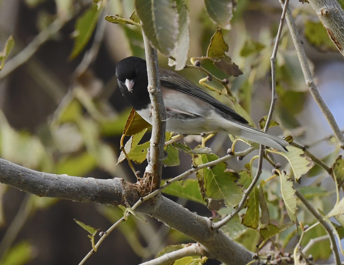 Dark-eyed Junco - ML645696170