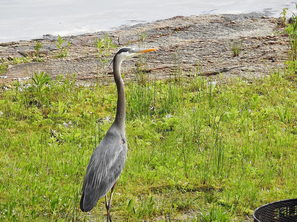 Great Blue Heron - ML645696175