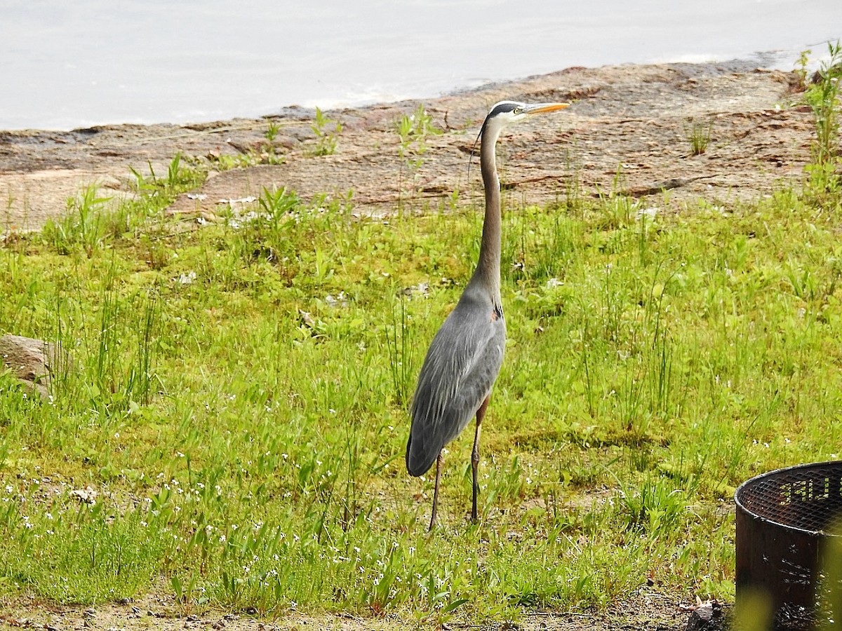 Great Blue Heron - ML645696182
